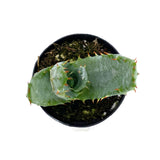 Mountain Aloe | Aloe Marlothii