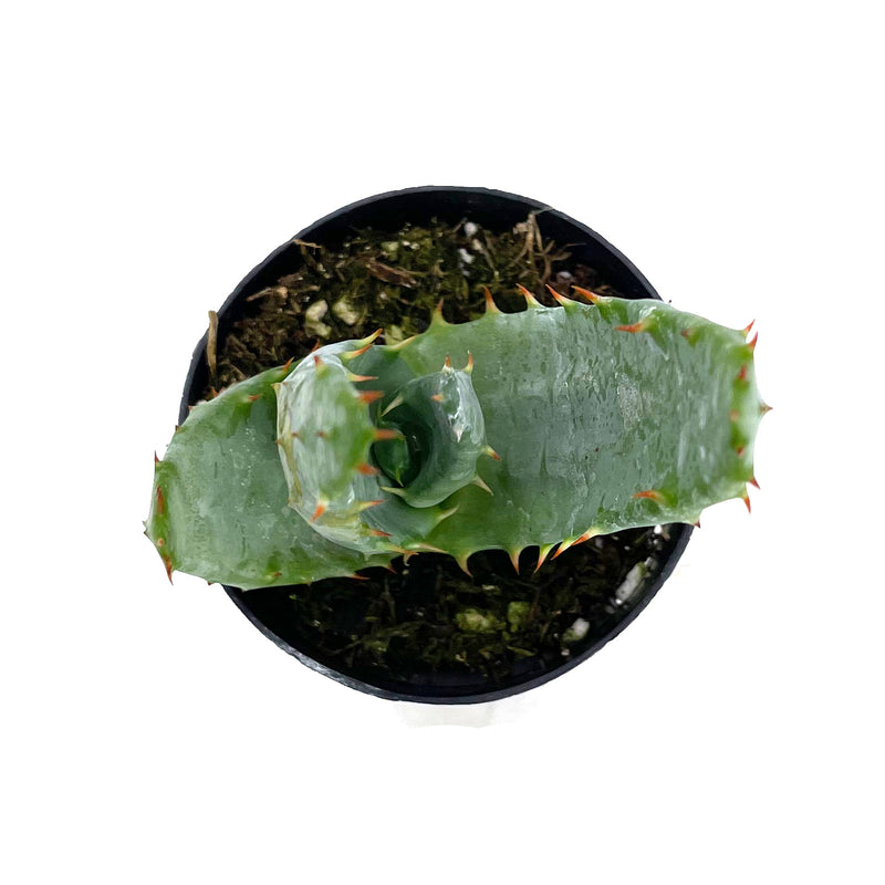 Mountain Aloe | Aloe Marlothii