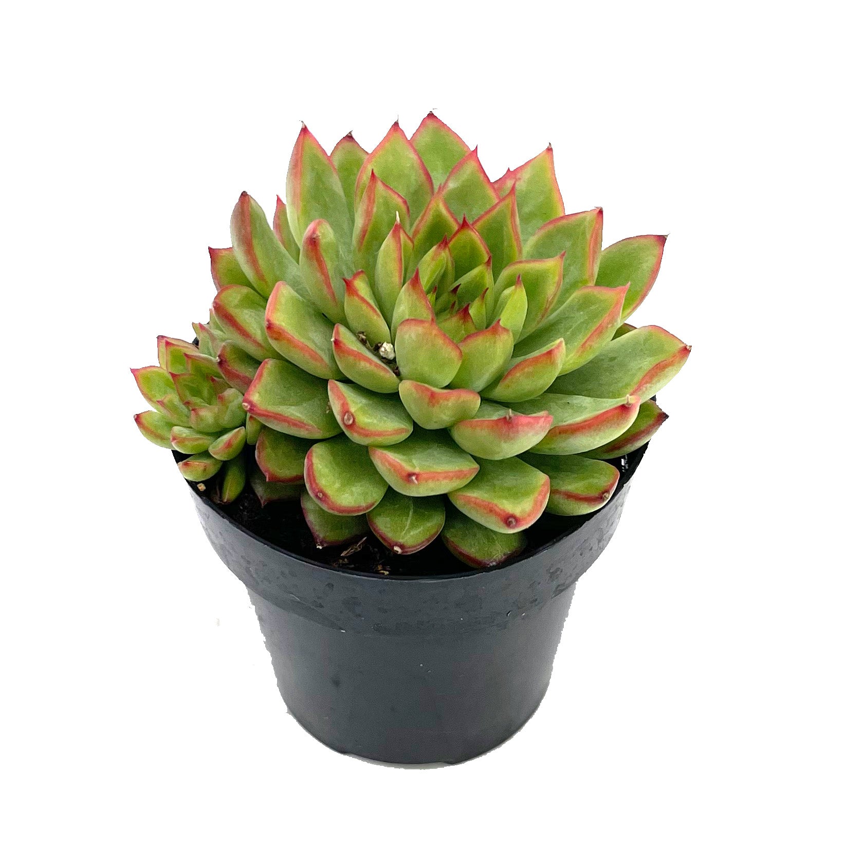 starlite succulent Echeveria Starlite