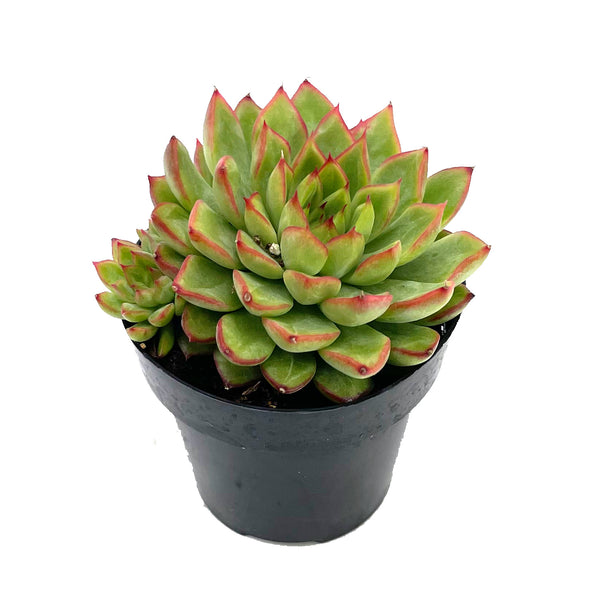 Starlite | Echeveria Starlite