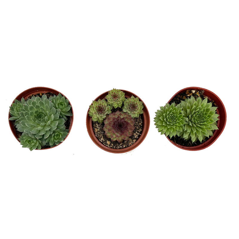 Hens & Chicks Variety Pack | Sempervivum Variety Pack