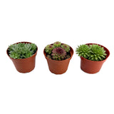 Hens & Chicks Variety Pack | Sempervivum Variety Pack