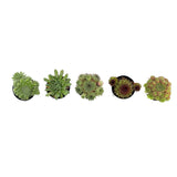 Hens & Chicks Variety Pack | Sempervivum Variety Pack