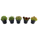 Hens & Chicks Variety Pack | Sempervivum Variety Pack