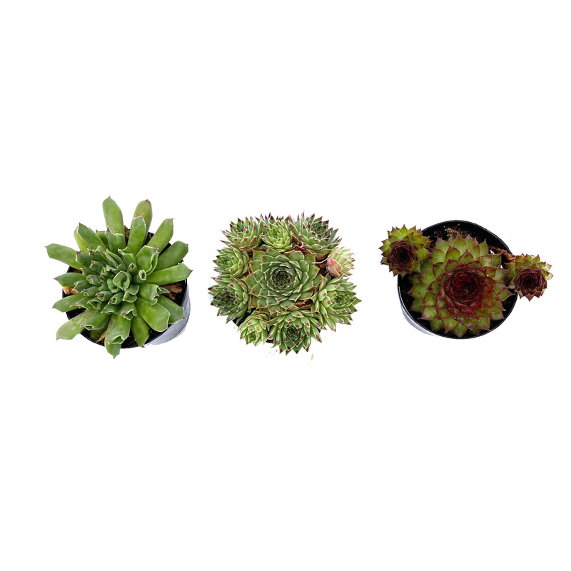 Hens & Chicks Variety Pack | Sempervivum Variety Pack