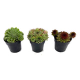 Hens & Chicks Variety Pack | Sempervivum Variety Pack