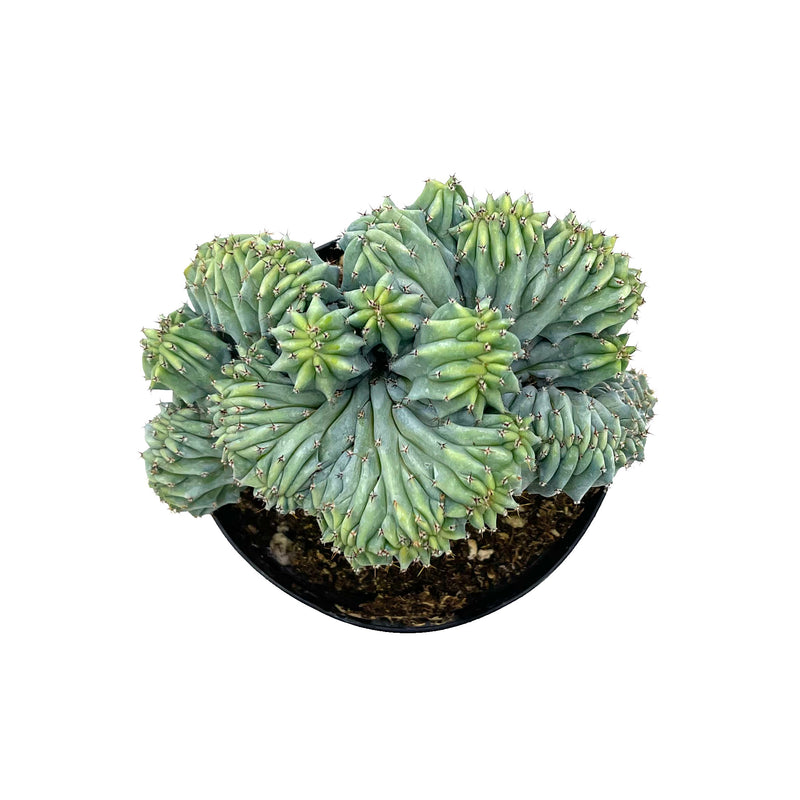 Blue Candle Crest Cactus | Myrtillocactus Geometrizans Cristata