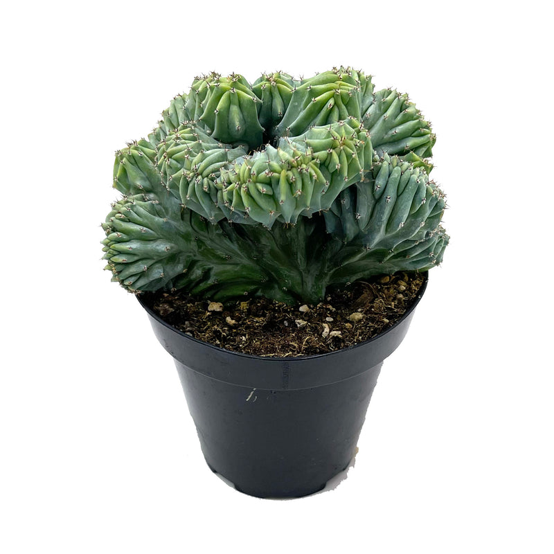 Myrtillocactus Geometrizans Cristata | Blue Candle Crest Cactus - Lazy Gardens