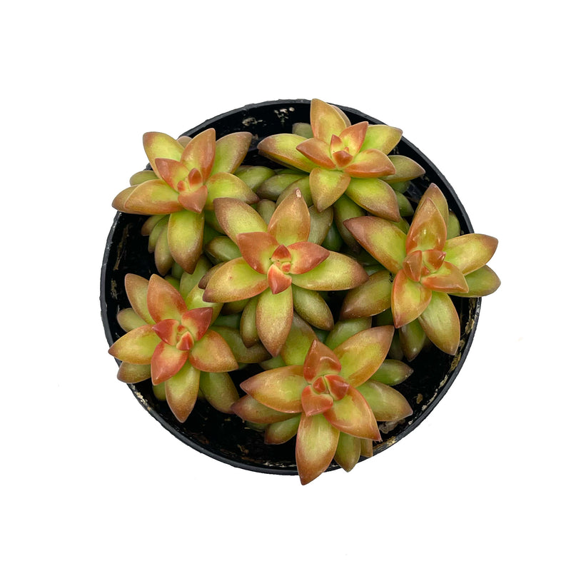 Shooting Stars | Sedum Adolphi