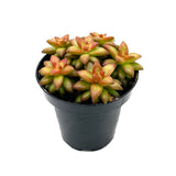 Shooting Stars | Sedum Adolphi