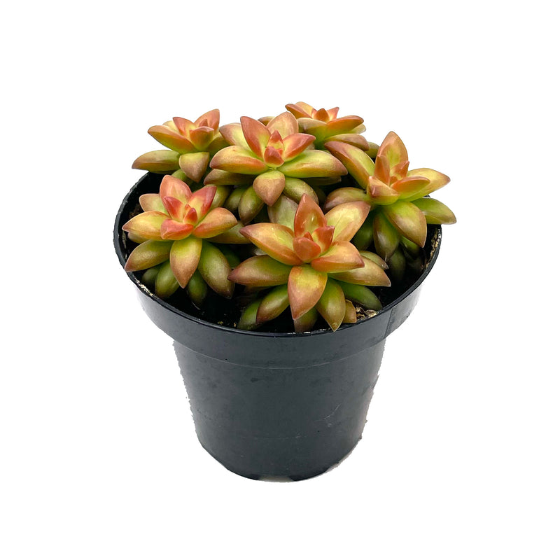 Shooting Stars | Sedum Adolphi
