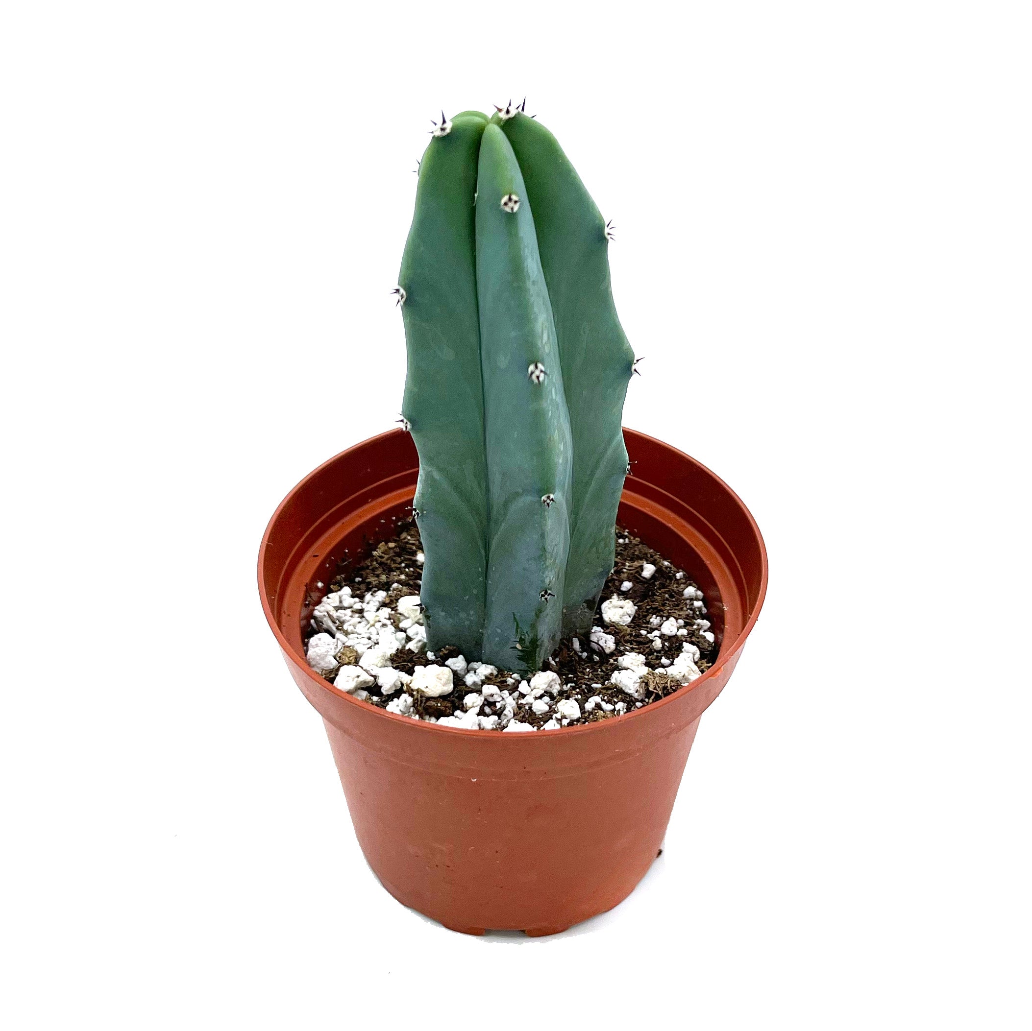 blue candle succulent Myrtillocactus Geometrizans