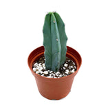 Myrtillocactus Geometrizans | Blue Candle Cactus - Lazy Gardens