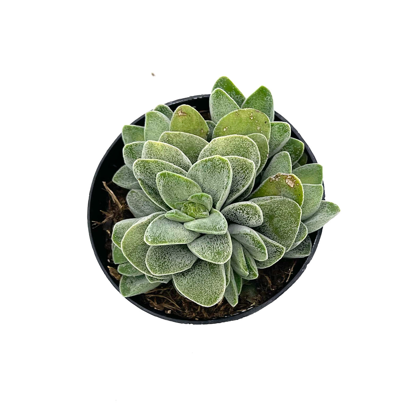 morgans beauty succulent Crassula Morgan's Beauty – Lazy Gardens