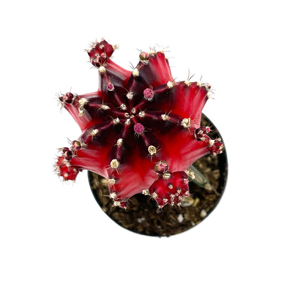 Moon Cactus Red & Black | Gymnocalycium mihanovichii freidrichii