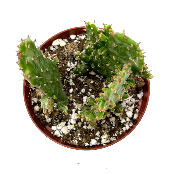Opuntia monacantha variegata | Joseph's Coat Variegated - Lazy Gardens
