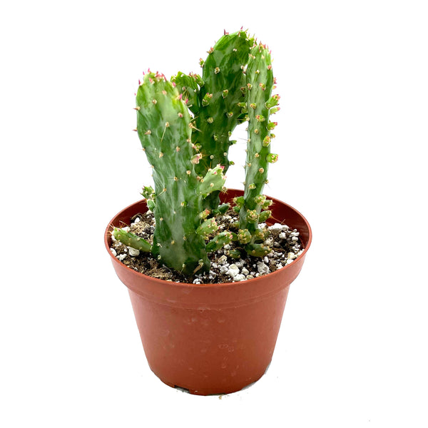Opuntia monacantha variegata | Joseph's Coat Variegated - Lazy Gardens