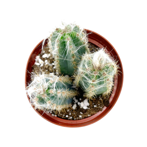 Pilosocereus Pachycladus | Wooly Blue Torch - Lazy Gardens