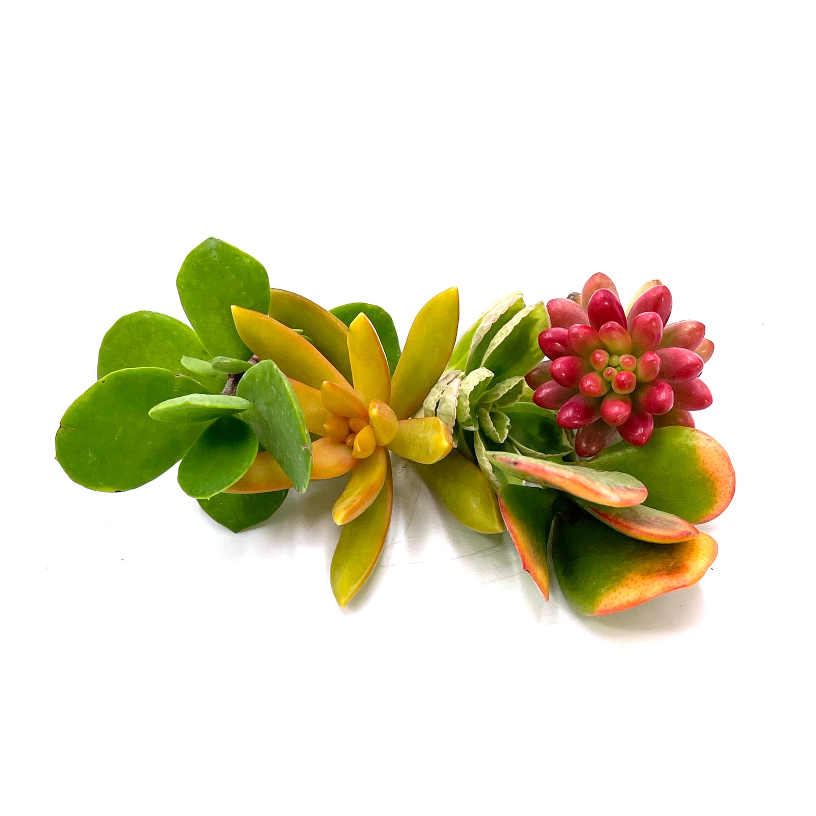 Assorted Succulent Cuttings  Lazy Gardens
