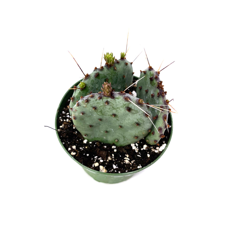 Opuntia macrocentra | Purple Prickly Pear - Lazy Gardens