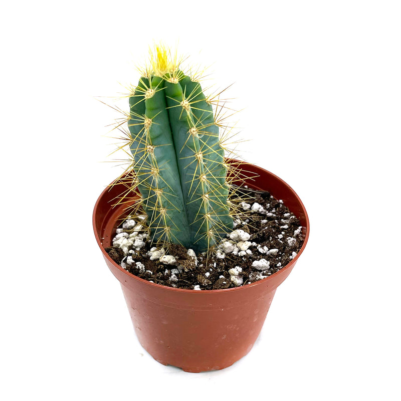 Blue Torch Cactus | Pilosocereus Pachycladus