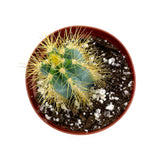 Blue Torch Cactus | Pilosocereus Pachycladus