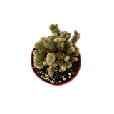 Opuntia rufida minima monstrose | Mini cinnamon cactus - Lazy Gardens