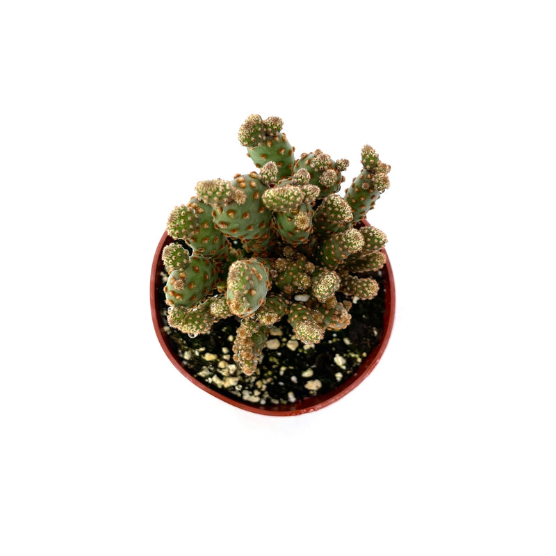 Opuntia rufida minima monstrose | Mini cinnamon cactus - Lazy Gardens