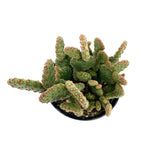 Opuntia rufida minima monstrose | Mini cinnamon cactus - Lazy Gardens