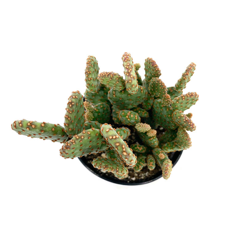 Opuntia rufida minima monstrose | Mini cinnamon cactus - Lazy Gardens