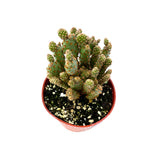 Opuntia rufida minima monstrose | Mini cinnamon cactus - Lazy Gardens