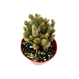 Mini cinnamon cactus | Opuntia rufida minima