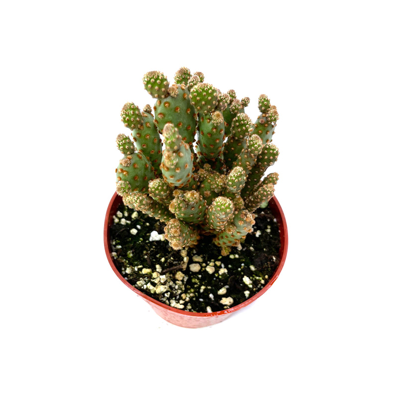 Opuntia rufida minima monstrose | Mini cinnamon cactus - Lazy Gardens