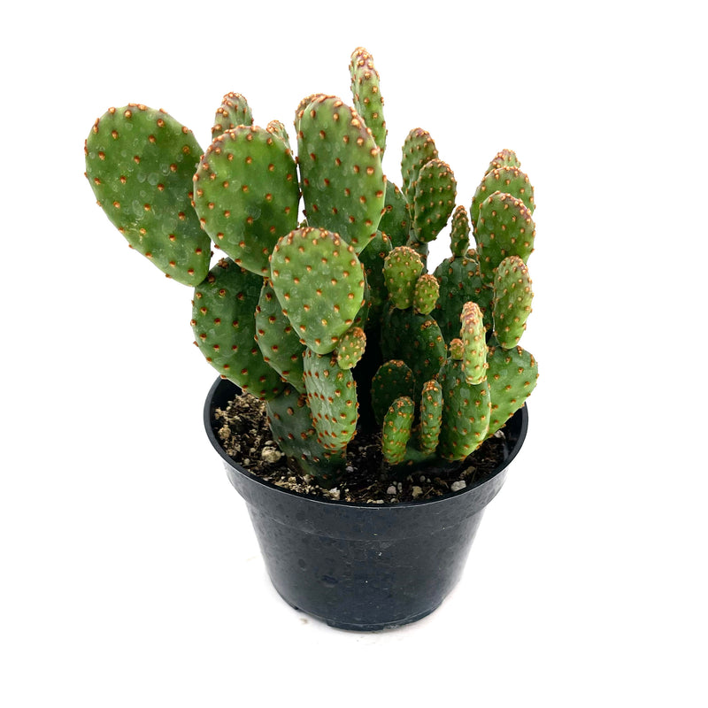 Opuntia rufida minima monstrose | Mini cinnamon cactus - Lazy Gardens