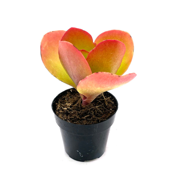 Kalanchoe Dragonfire | Dragonfire - Lazy Gardens