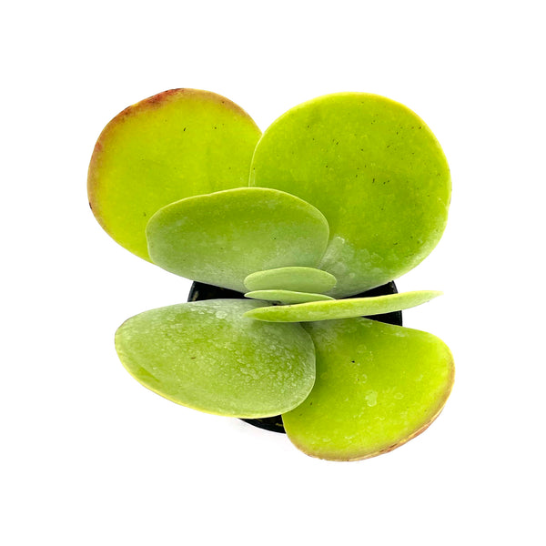 Kalanchoe Luciae | Flapjacks - Lazy Gardens