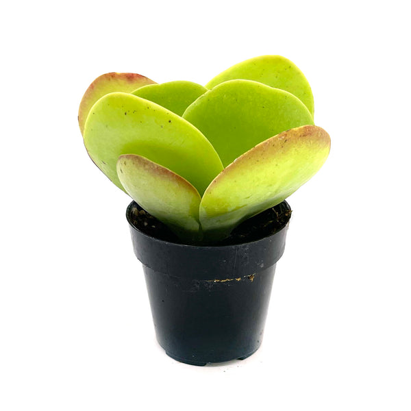 Kalanchoe Luciae | Flapjacks - Lazy Gardens