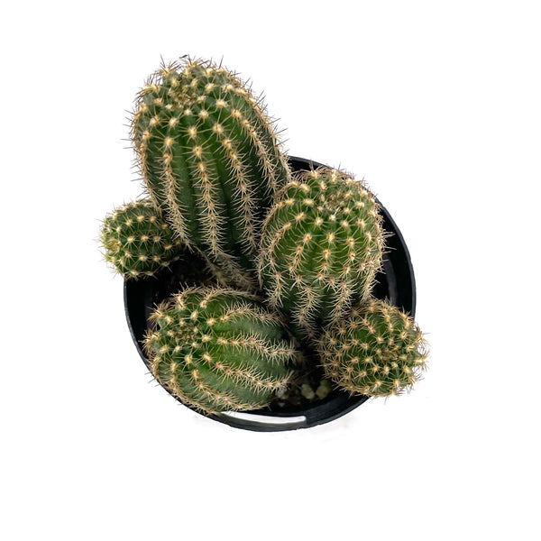 Rose Quartz Cactus | Echinopsis Hybrid