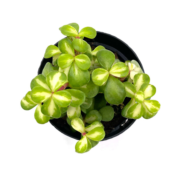 Portulacaria Kaleidoscope | Elephant Bush Kaleidoscope - Lazy Gardens