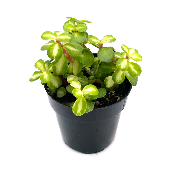 Portulacaria Kaleidoscope | Elephant Bush Kaleidoscope - Lazy Gardens