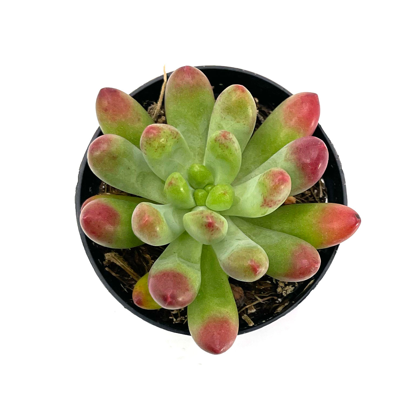 sedum pachyphyllum succulent Sedum Pachyphyllum