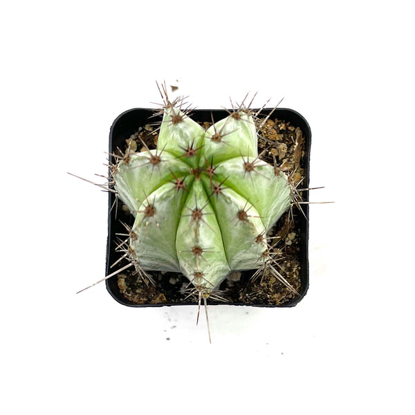 Polaskia Chichipe | Chichipe Cactus - Lazy Gardens