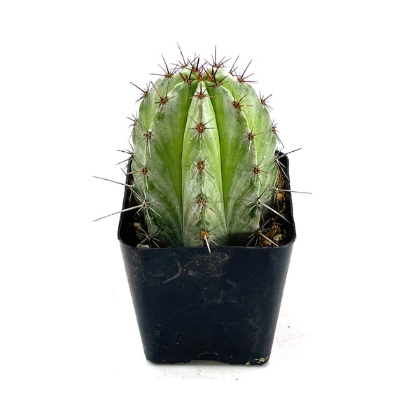 Polaskia Chichipe | Chichipe Cactus - Lazy Gardens