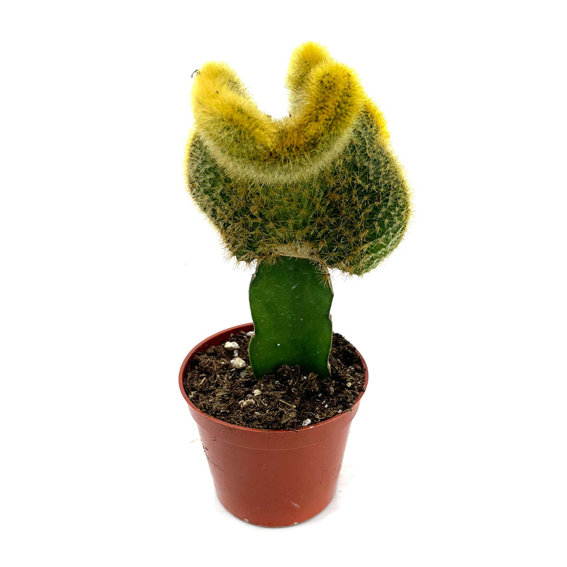 Golden Crested Moon Cactus | Hildewintera aureispina