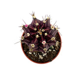 Moon Cactus Purple | Gymnocalycium mihanovichii freidrichii