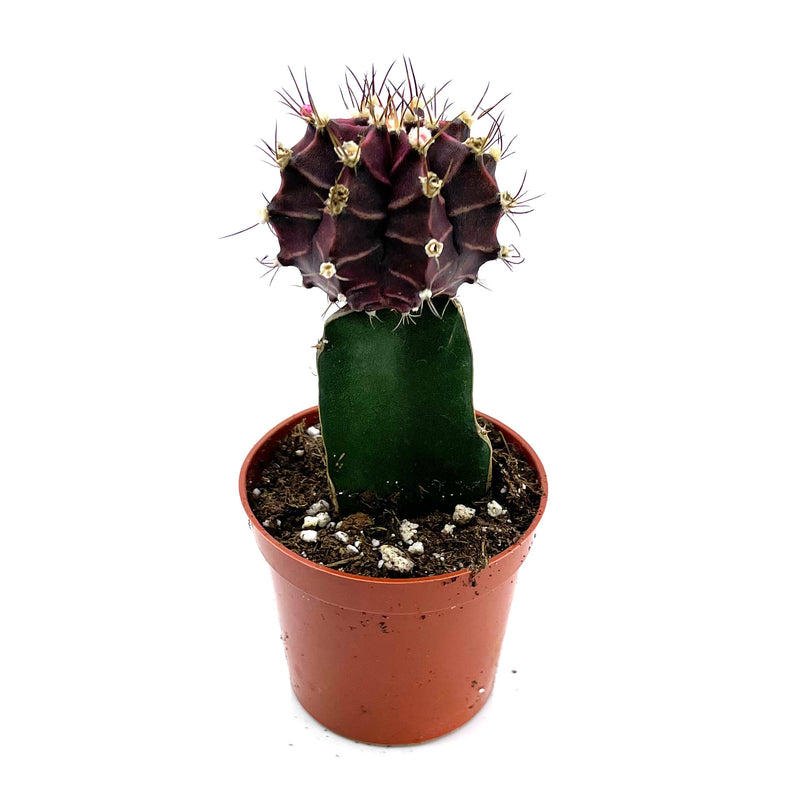 Moon Cactus Purple | Gymnocalycium mihanovichii freidrichii