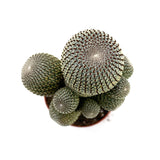 Rebutia Moon Cactus | Rebutia Heliosa Grafted