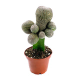 Rebutia Moon Cactus | Rebutia Heliosa Grafted