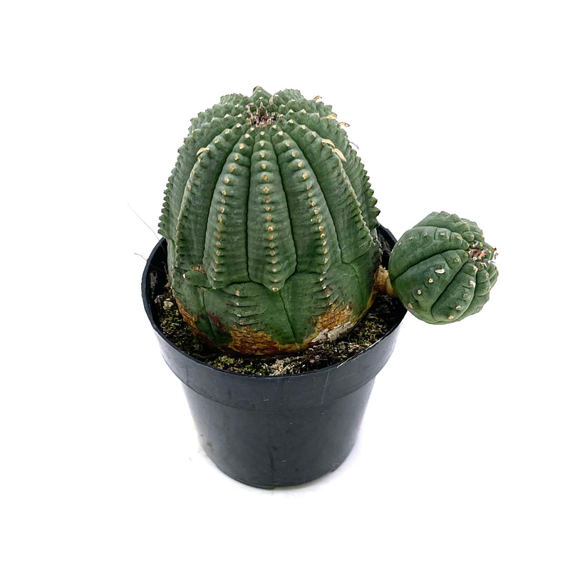 obesa succulent Euphorbia Obesa Hybrid