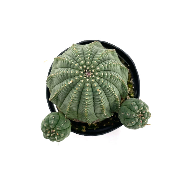 Basketball Plant | Euphorbia Obesa Hybrid